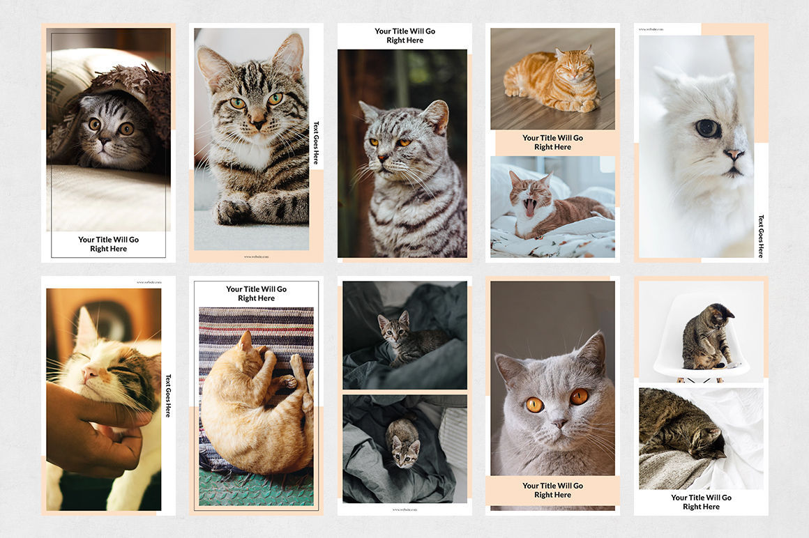 cats Instagram Stories
